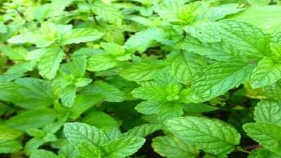 संपूर्ण उन्हाळ्यात त्वचा राहिल कूल कूल, फक्त 20 मिनिट अशा प्रकारे लावा पुदीना फेस पॅक