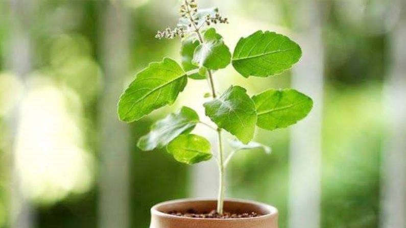 Tulsi Hacks | जर 'या' दिवशी तुळशीची पानं तोडत असाल तर सावधान! जाणून घ्या का... Tulsi Hacks | जर 'या' दिवशी तुळशीची पानं तोडत असाल तर सावधान! जाणून घ्या का...