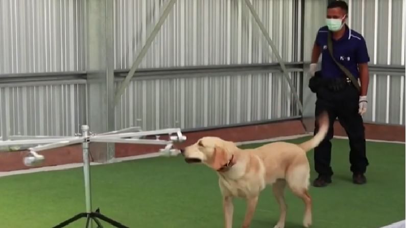 Video : आता कुत्रे कोरोनाचा शोध घेणार, थायलंड विद्यापीठाचा दावा, पहा प्रात्यक्षिकाचा व्हिडीओ