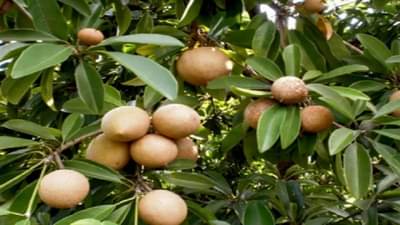 चिकू लहान मुलांच्या आरोग्यासाठी फायदेशीर, वाचा...