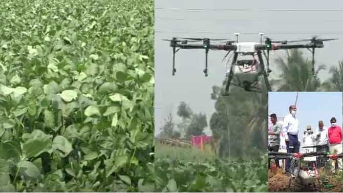 सांगलीच्या 170 शेतकऱ्यांचा गटशेतीचा प्रयोग, आधुनिक तंत्राद्वारे 100 एकरावर उन्हाळी सोयाबीनची लागवड