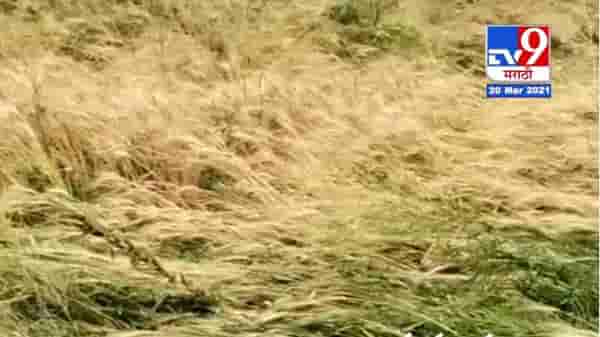 Video | बळीराजाला अवकाळीचा पुन्हा तडाखा , काढणीला आलेली पिकं मातीमोल