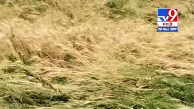 Video | बळीराजाला अवकाळीचा पुन्हा तडाखा , काढणीला आलेली पिकं मातीमोल