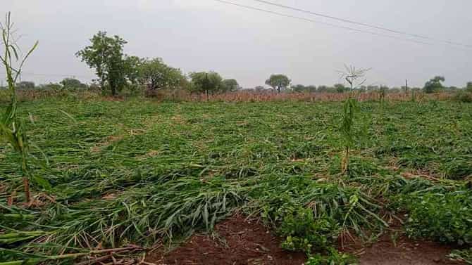 Weather Alert | महाराष्ट्रात अवकाळी पावसाचा तडाखा, रब्बी पिकांसह फळबागा, भाजीपाल्याचे मोठे नुकसान