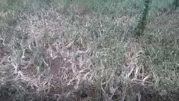 अमरावती जिल्हात दोन दिवसांपूर्वी झालेल्या अवकाळी पाऊस व गारपिटीने 9 तालुक्यात काढणीला आलेल्या गहू,हरभरा व कांदा या पिकांचं मोठ्या प्रमाणावर नुकसान झाले आहे. अजून दोन दिवस अवकाळी पावसाचा अंदाज असल्यानं शेतकऱ्यांसमोर पीक वाचवण्याचं आव्हान आहे.