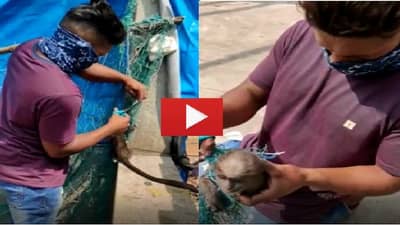 VIDEO | जाळीत अडकल्याने पिल्लाची माकडीणीशी ताटातूट, प्राणीमित्राकडून सुटका