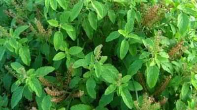 तुळशीचे पाने त्वचेसाठी अत्यंत फायदेशीर, मिळतील हे फायदे!