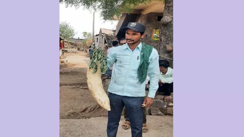 हायकेट शेती आणि संकरित वाणाच्या मदतीने बुलडाण्यातील एका शेतकऱ्याने चांगलीच किमया केली आहे. त्याने आपल्या शेतात चक्क 9 किलोचा मुळा पिकवलाय.