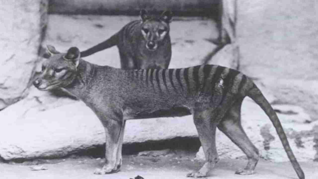 Extinct Tasmanian Tiger | 85 वर्षांपूर्वी लुप्त झालेला प्राणी पुन्हा दिसल्याचा दावा, अर्धा कुत्रा-अर्धा वाघ