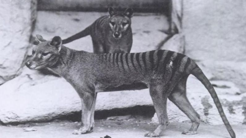 Extinct Tasmanian Tiger | 85 वर्षांपूर्वी लुप्त झालेला प्राणी पुन्हा दिसल्याचा दावा, अर्धा कुत्रा-अर्धा वाघ