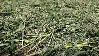 Weather Alert | जळगावला अवकाळी पावसाचा फटका, 1391.20 हेक्टरवरील मका मातीमोल