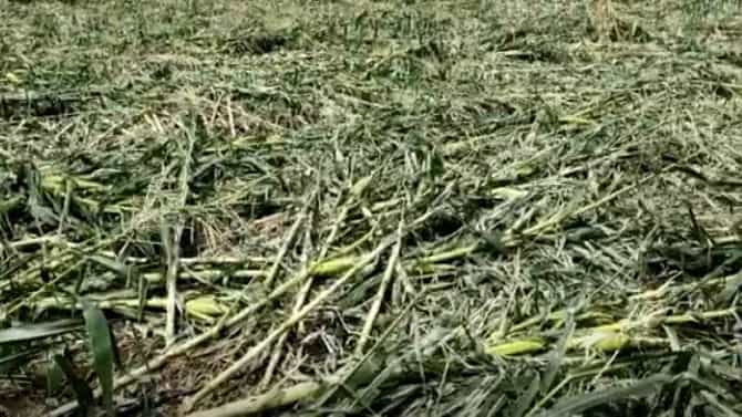 Weather Alert | जळगावला अवकाळी पावसाचा फटका, 1391.20 हेक्टरवरील मका मातीमोल