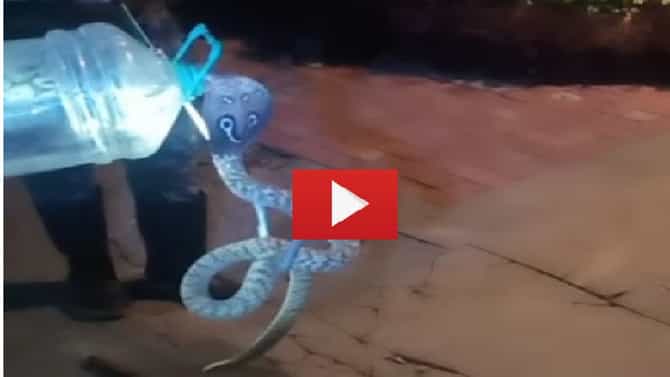 VIDEO | मुंबईत बीकेसीजवळ साडेचार फुटी नाग सापडला, सुटकेचा थरार कॅमेरात कैद