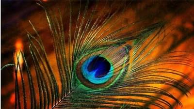 Vastu Tips | घरात याप्रकारे करा मोर पंखाचा वापर, आर्थिक समस्या, वैवाहिक जीवनातील तणाव होईल दूर