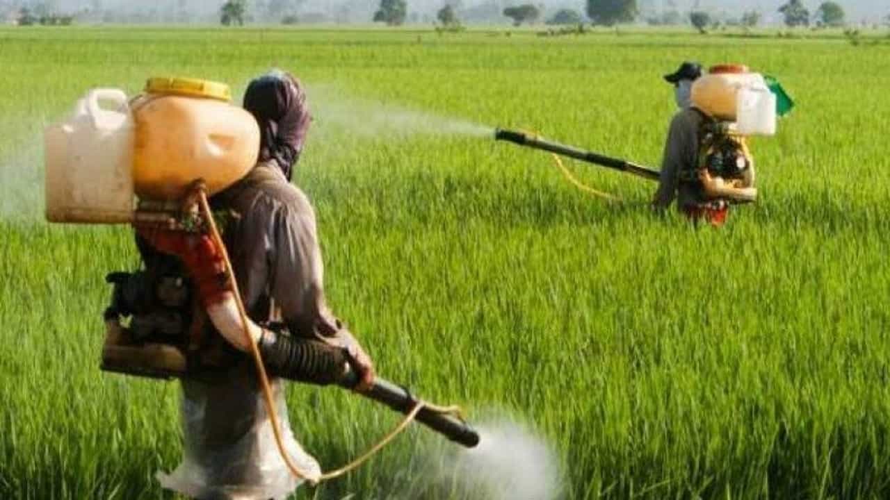 जगभर बंदी असलेल्या कीटकनाशकांचं काय होणार? केंद्रीय कृषी मंत्री नरेंद्र तोमर म्हणाले...
