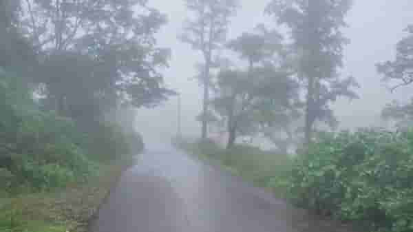 VIDEO | हुडहुडी भरवणारी थंडी, बोचरे वारे, विदर्भाचं नंदनवन धुक्यात हरवलं!