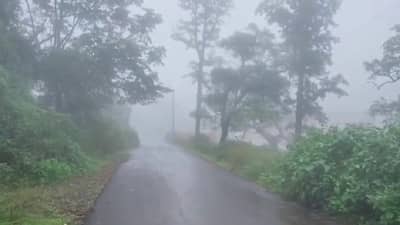 VIDEO | हुडहुडी भरवणारी थंडी, बोचरे वारे, विदर्भाचं नंदनवन धुक्यात हरवलं!