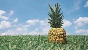 Pineapple Farming । अननसाची शेती उत्पन्नाचा मोठा स्त्रोत, या कारणामुळे मिळते अधिक इनकम