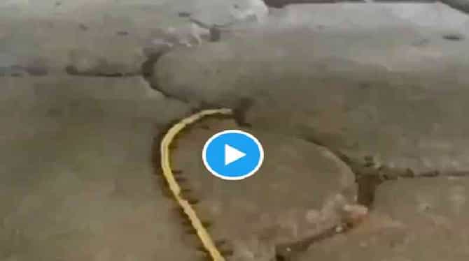 Video | सोन्याची अशी तस्करी कधी पाहिलीये का?, सोशल मीडियावर भन्नाट प्रतिक्रिया