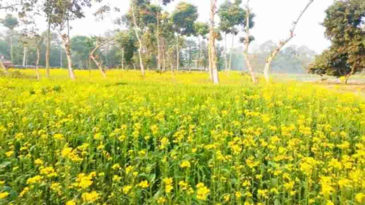 मोहरीचे विक्रमी उत्पादन होऊनही खाद्यतेल महागच, आणखी वाढ होण्याची शक्यता