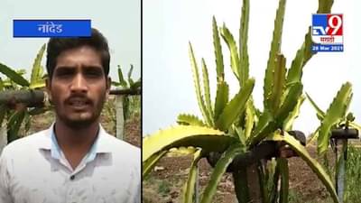 नांदेडच्या युवा शेतकऱ्याची कमाल, ड्रॅगन फ्रुट शेतीमधून साधली प्रगती