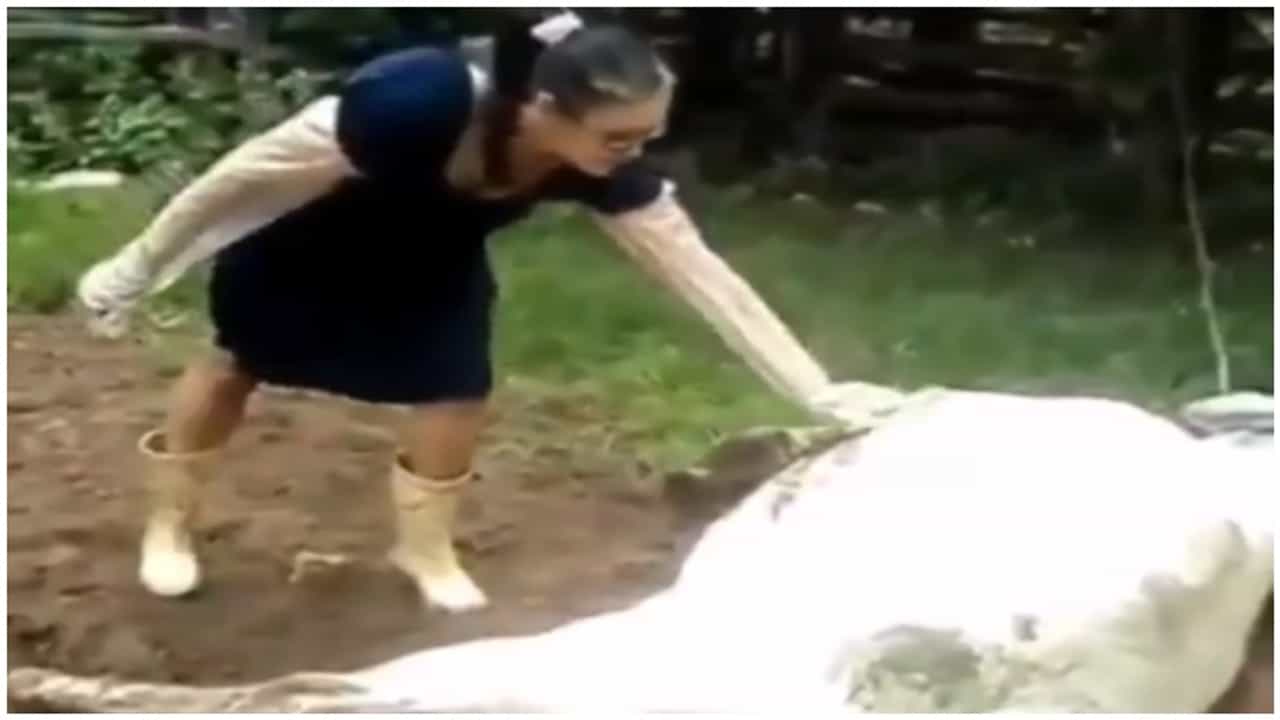 VIDEO | गायीची काळजी घेण्यासाठी महिला सरसावली; हात लावला अन् भलतंच घडलं, व्हिडीओ व्हायरल