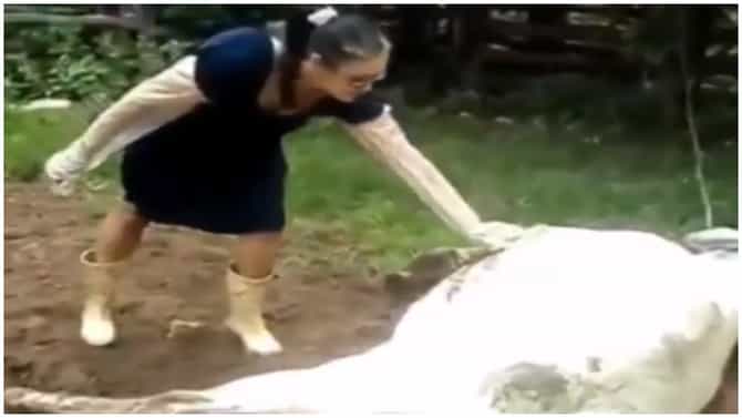 VIDEO | गायीची काळजी घेण्यासाठी महिला सरसावली; हात लावला अन् भलतंच घडलं, व्हिडीओ व्हायरल