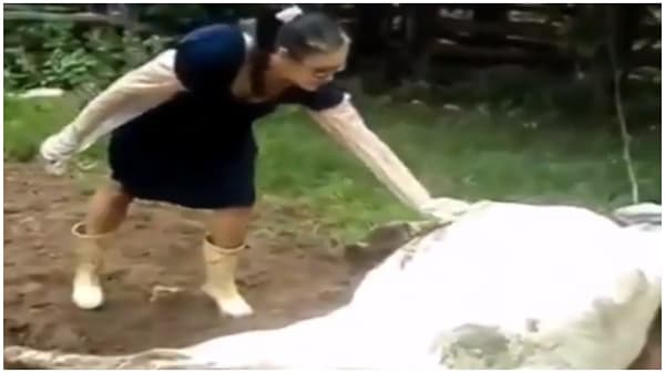 VIDEO | गायीची काळजी घेण्यासाठी महिला सरसावली; हात लावला अन् भलतंच घडलं, व्हिडीओ व्हायरल