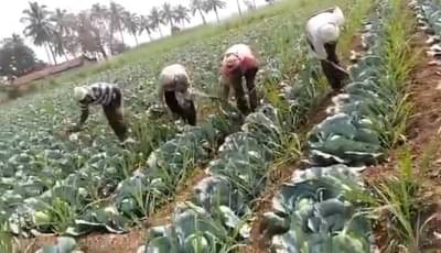 सपासप असा कोयत्याचा आवाज काळीज चिरत जातो, वाटते हे वार कोबीवर नसून आपल्याच छातीवर होत आहेत