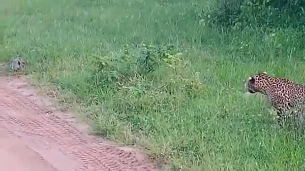 VIDEO : भित्र्या सशाची बिबट्यापेक्षा मोठी झेप, पाठलागाचा थरारक व्हिडीओ