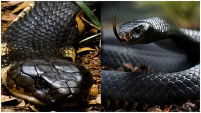 PHOTOS : दंश केल्यावर पाणीही मागू देत नाही, हे आहेत जगातील सर्वाधिक विषारी साप