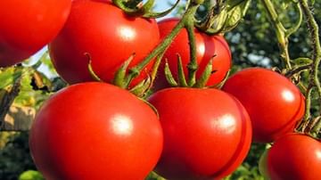 टोमॅटो खाण्याचे ‘हे’ जबरदस्त फायदे नक्की वाचा !