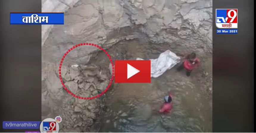 VIDEO | 30 फूट खोल विहिरीत पडलेल्या वानराची थरारक सुटका