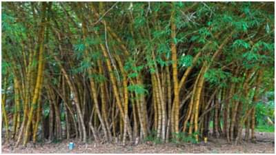 अमेरिकेतील मोठ्या पगाराची नोकरी सोडून इंजिनिअर भारतात परतला, आता बांबू शेतीतून मिळवतोय लाखो रुपये