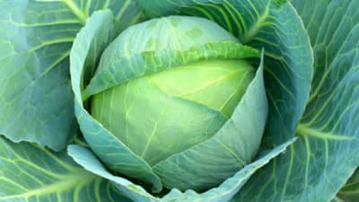 वजन कमी करण्यासाठी गुणकारी ‘कोबी’, वाचा याचे अनेक फायदे…