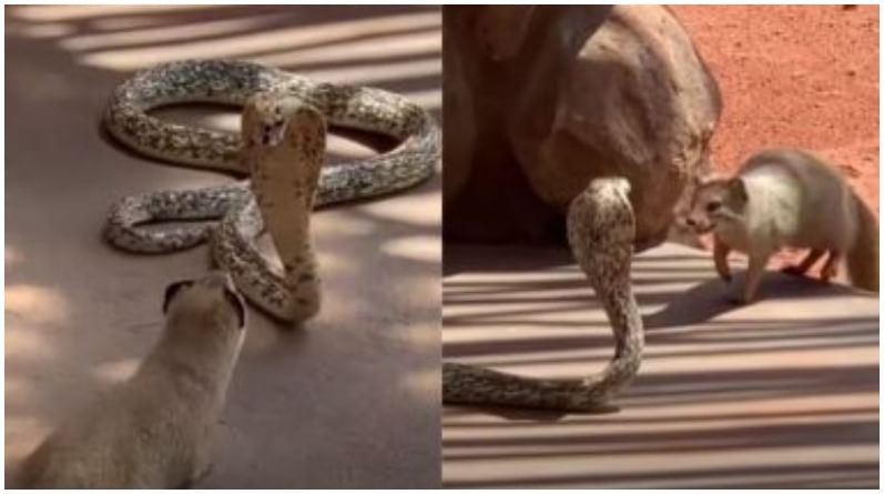 VIRAL VIDEO : विषारी साप आणि मुंगूसाची जबरदस्त फायटिंग, शेवटी कोण जिंकलं तुम्हीच पाहा...