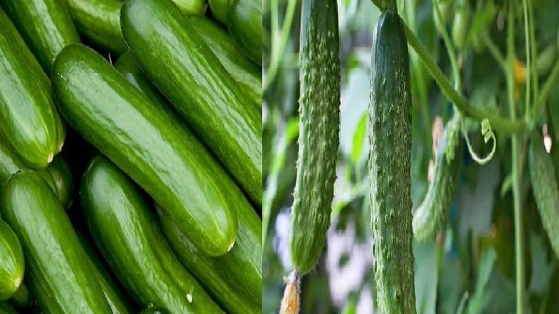 Cucumber Farming । एक लाख रुपयात सुरु करा काकडीची शेती, सरकारी मदतीने होईल 8 लाख रुपयांची कमाई