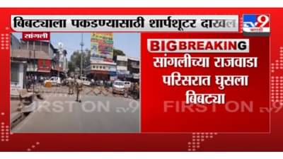 Sangli Leopard Update | सांगली शहरात घुसलेल्या बिबट्याला पकडण्यासाठी शार्पशूटर दाखल