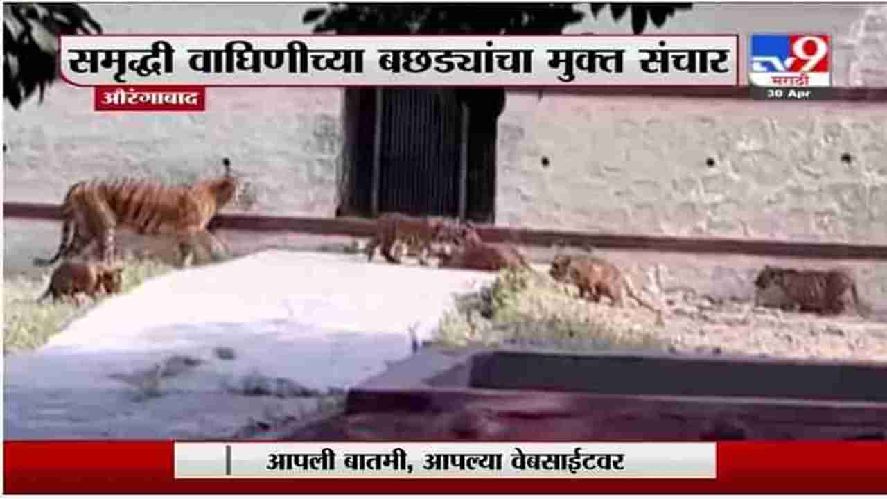 Aurangabad Tiger | समृद्धी वाघिणीच्या बछड्यांचा मुक्त संचार