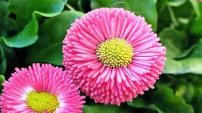 शोभेच्या वनस्पतींच्या लागवडीतून कमाई करण्याची भरपूर संधी, सरकार देते 50 टक्के अनुदान