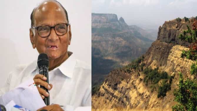 सह्याद्रीतील वनस्पतीला राजकारणातील सह्यगिरीचं नामकरण, कोल्हापूरच्या संशोधकांकडून वेलीला शरद पवारांचं नाव