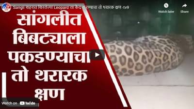 Sangali : सांगलीत बिबट्याला पकडल्याचा तो थरारक क्षण