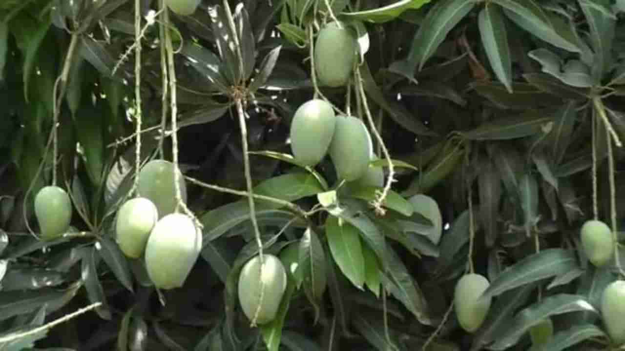 लहाणपणी आंब्याचं लोणचं आवडायचं, या शेतकऱ्यानं तब्बल आंब्याच्या 150 दुर्मिळ प्रजातींचं केलं संवर्धन