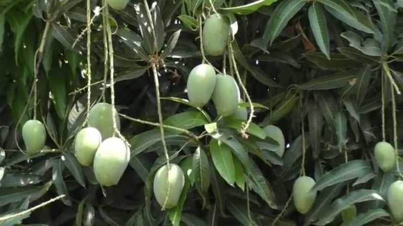 लहाणपणी आंब्याचं लोणचं आवडायचं, 'या' शेतकऱ्यानं तब्बल आंब्याच्या 150 दुर्मिळ प्रजातींचं केलं संवर्धन