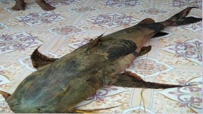 एक मासा जाळ्यात अडकला, मच्छीमार झटक्यात लखपती बनला, वाचा नेमकं काय घडलं?