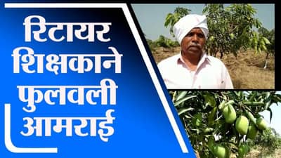 VIDEO | निवृत्त शेतकऱ्याची कमाल, छंद म्हणून चक्क माळरानावर फुलवली आमराई