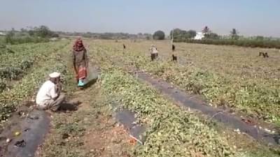 आधीच कोरोना, लॉकडाऊनची भीती, टोमॅटोला 5 रुपयांचा भाव; उद्विग्न शेतकऱ्याने उचलले मोठे पाऊल