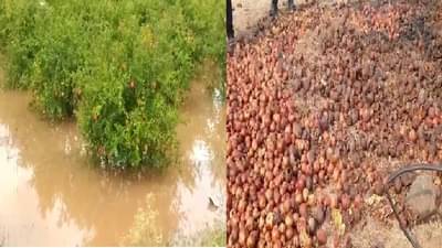 पीकविम्याच्या जाचक अटी, अतिवृष्टीने फळबागा उद्ध्वस्त तरीही मदत नाही, शेतकरी हैराण