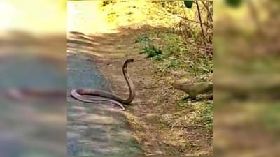 VIDEO: भर रस्त्यावर मुंगूस-नागाच्या तुंबळ लढाईचा थरार, झुंज पाहण्यासाठी रस्त्यावरची वाहतूकही थांबली