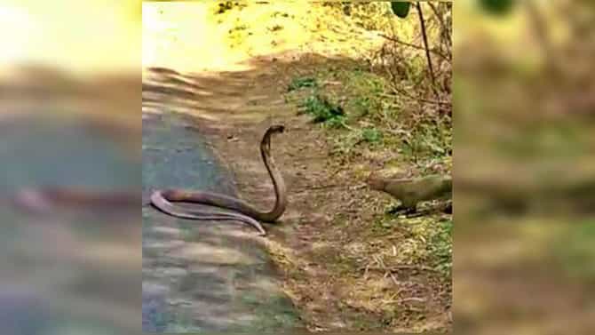 VIDEO: भर रस्त्यावर मुंगूस-नागाच्या तुंबळ लढाईचा थरार, झुंज पाहण्यासाठी रस्त्यावरची वाहतूकही थांबली